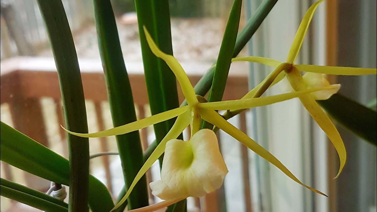 卡特兰Brassavola nodosa 种植及管理方法