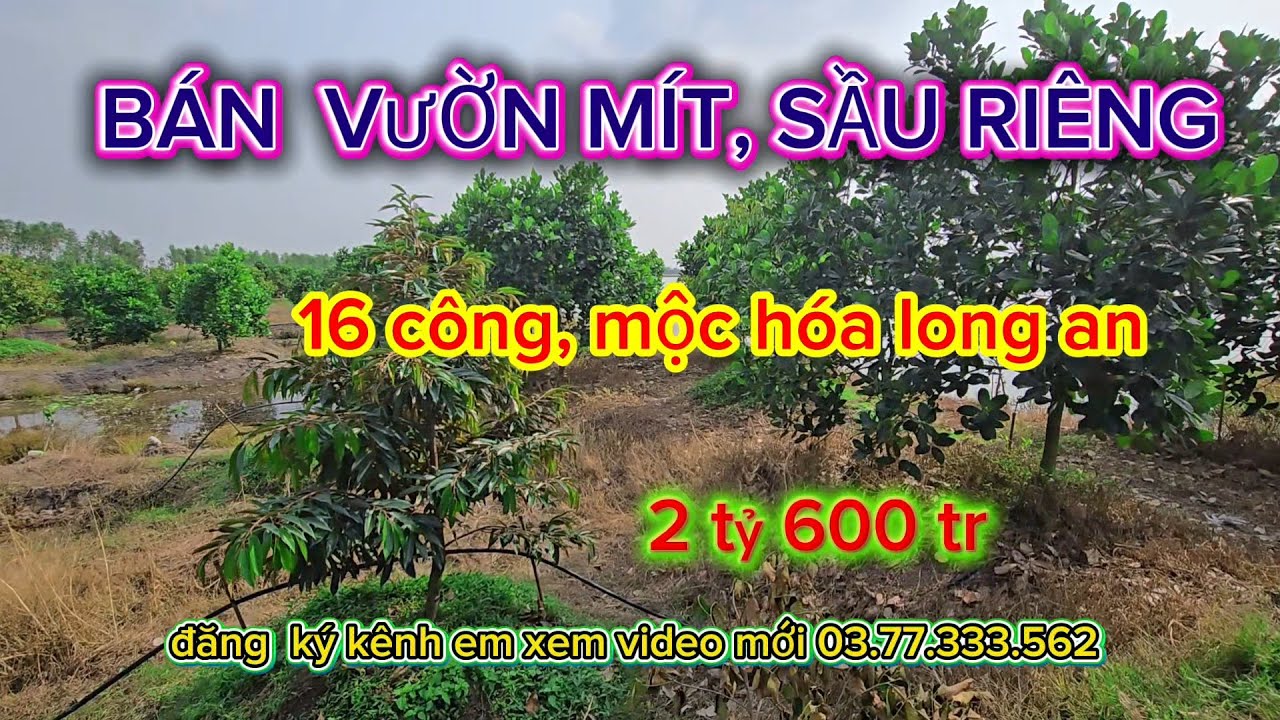Bán  16 công đất  trồng mít  và  sầu riêng, mộc hóa long an  giá  2 tỷ  600 tr