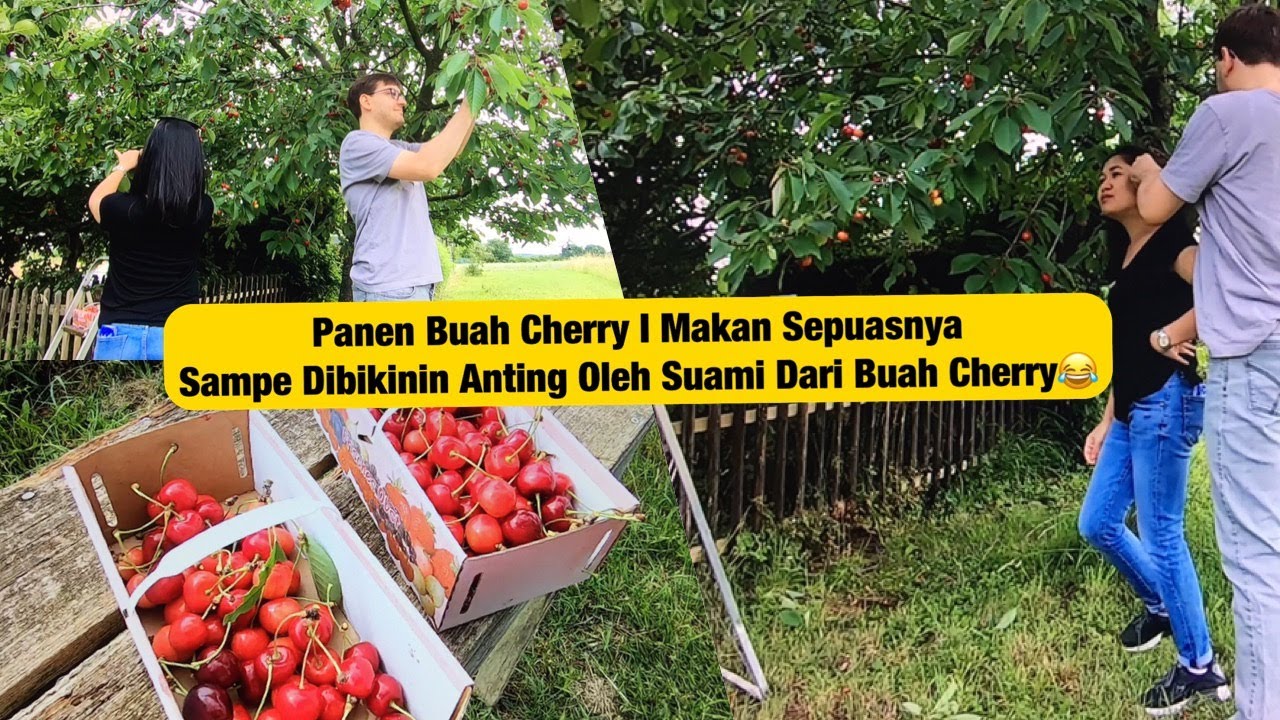 PANEN BUAH CHERRY DI JERMAN BARENG SUAMI BULE UTK DIBAWA KE AUSTRIA I BUAH CERI SUPER ENAK IKIRSCHEN