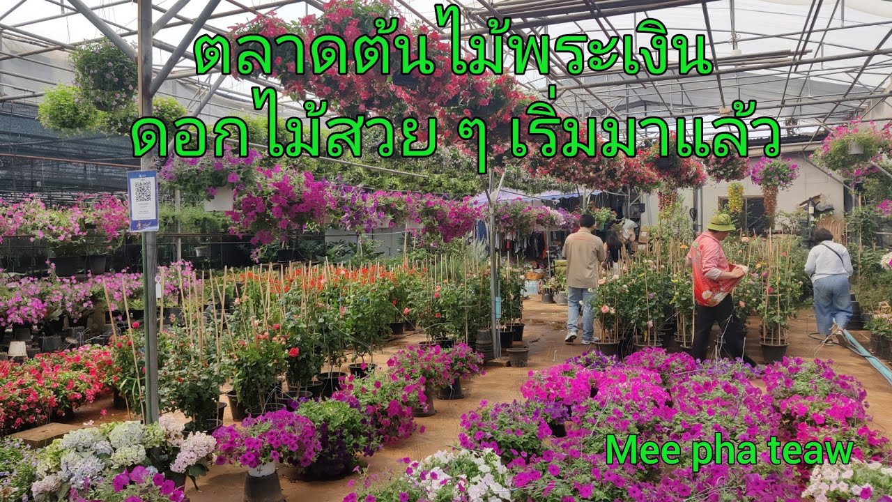 ตลาดต้นไม้พระเงิน กับดอกไม้หน้าร้อน สวยๆ #meephateaw 