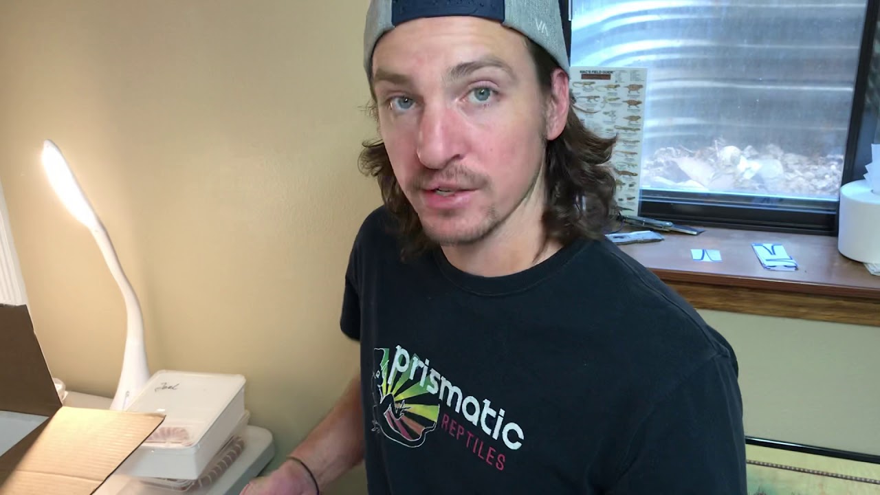 My biggest reptile investment EVER!  All Arizona Mountain Kingsnake Morphs in One Video!