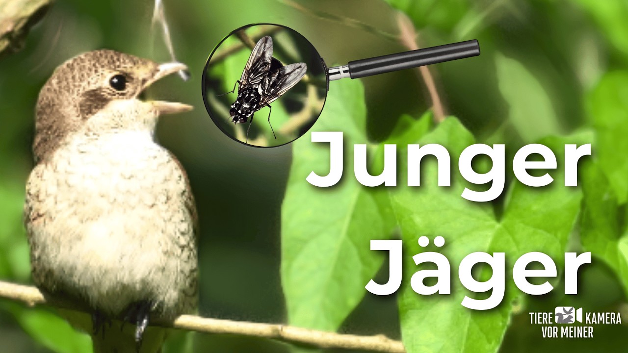 Neuntöter Jungvogel 🐦erste Jagdversuche