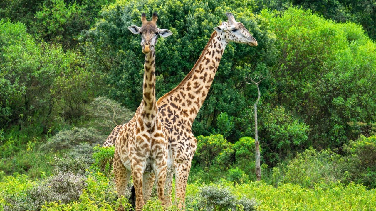 Tanzania 🇹🇿 Scenic Wildlife Relaxation with Calming music