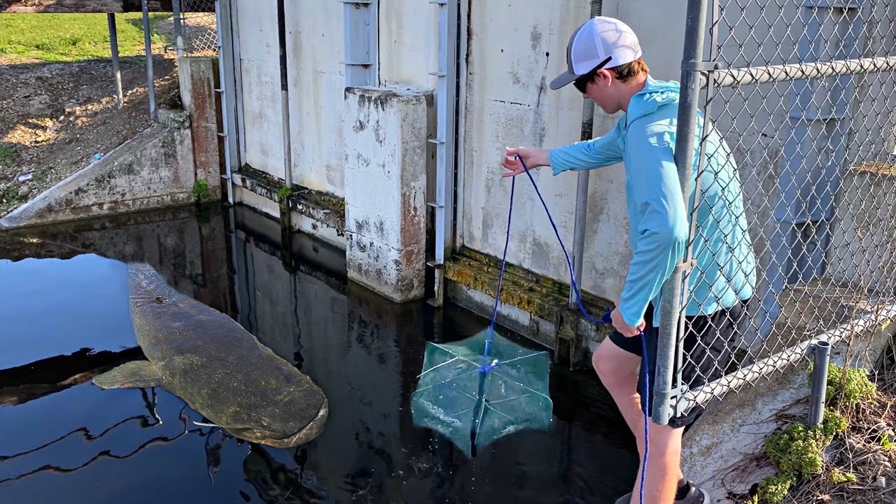 Fish Trap Captures RARE Species of CATFISH in Deep Spillway!