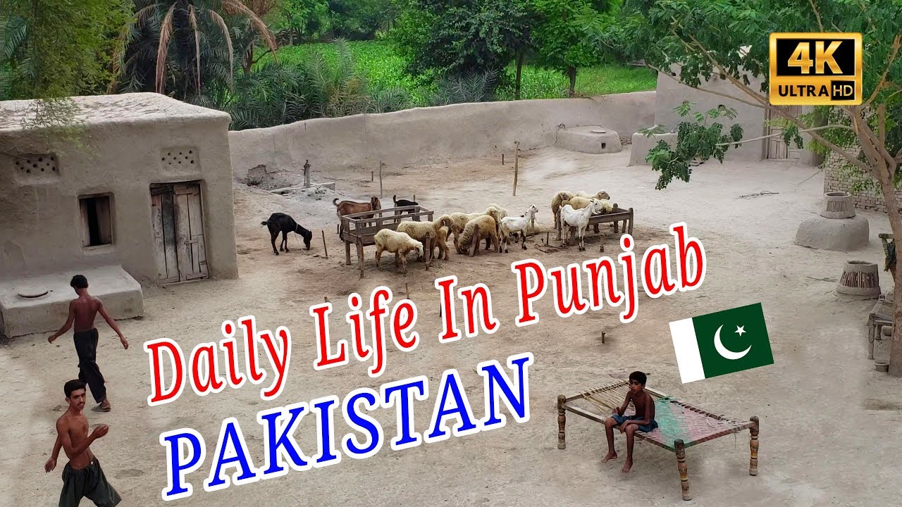 Pure Village Life In Punjab PAKISTAN 4K