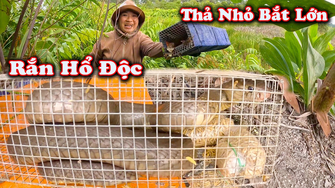 VIDEO Cuối Năm ? Thả Đi 2 Con Nhỏ Bắt Lại 1 Con Hổ Mang Lớn Hơn # CSBR # 459