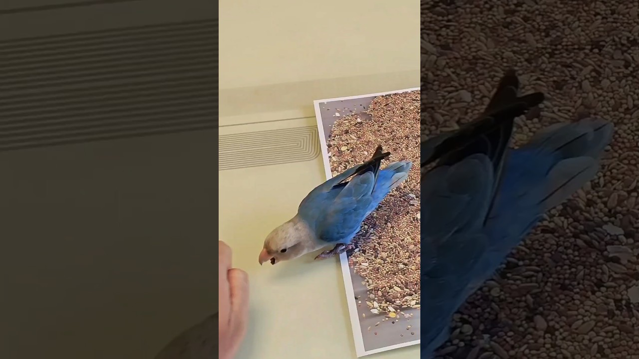 This lovebird parrot was tricked by birdseed made by a printer. #birds #parrots #parrot #pets #cute