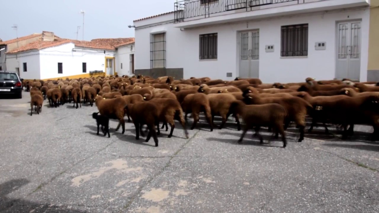 Paso de las merinas negras
