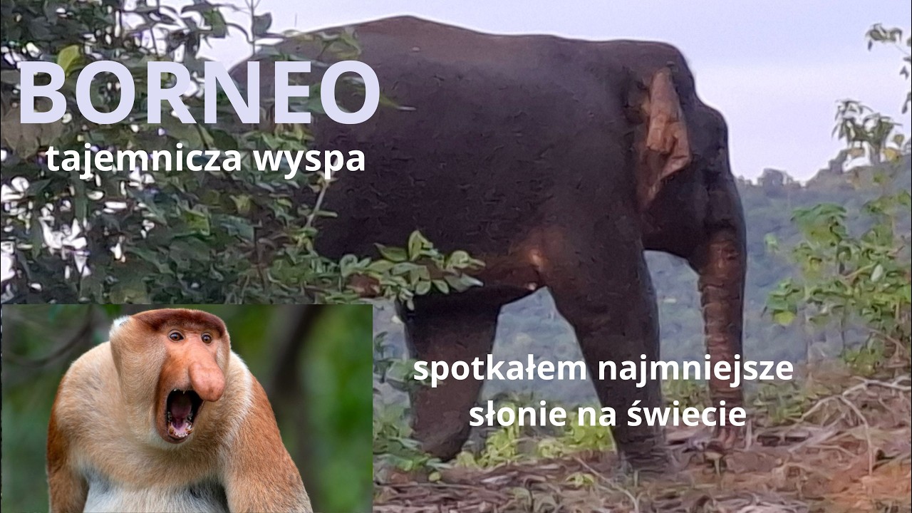 Borneo - wśród dzikich zwierząt.