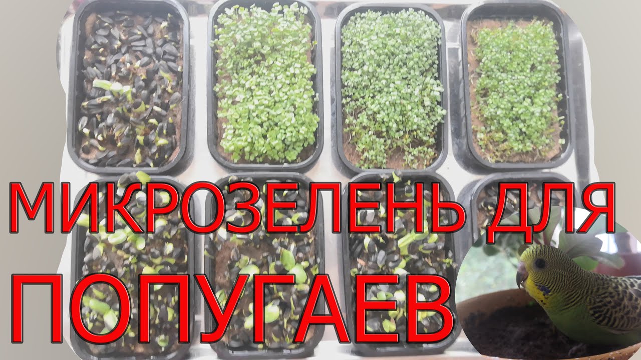 Разведение волнистых попугаев. Микрозелень для попугаев.