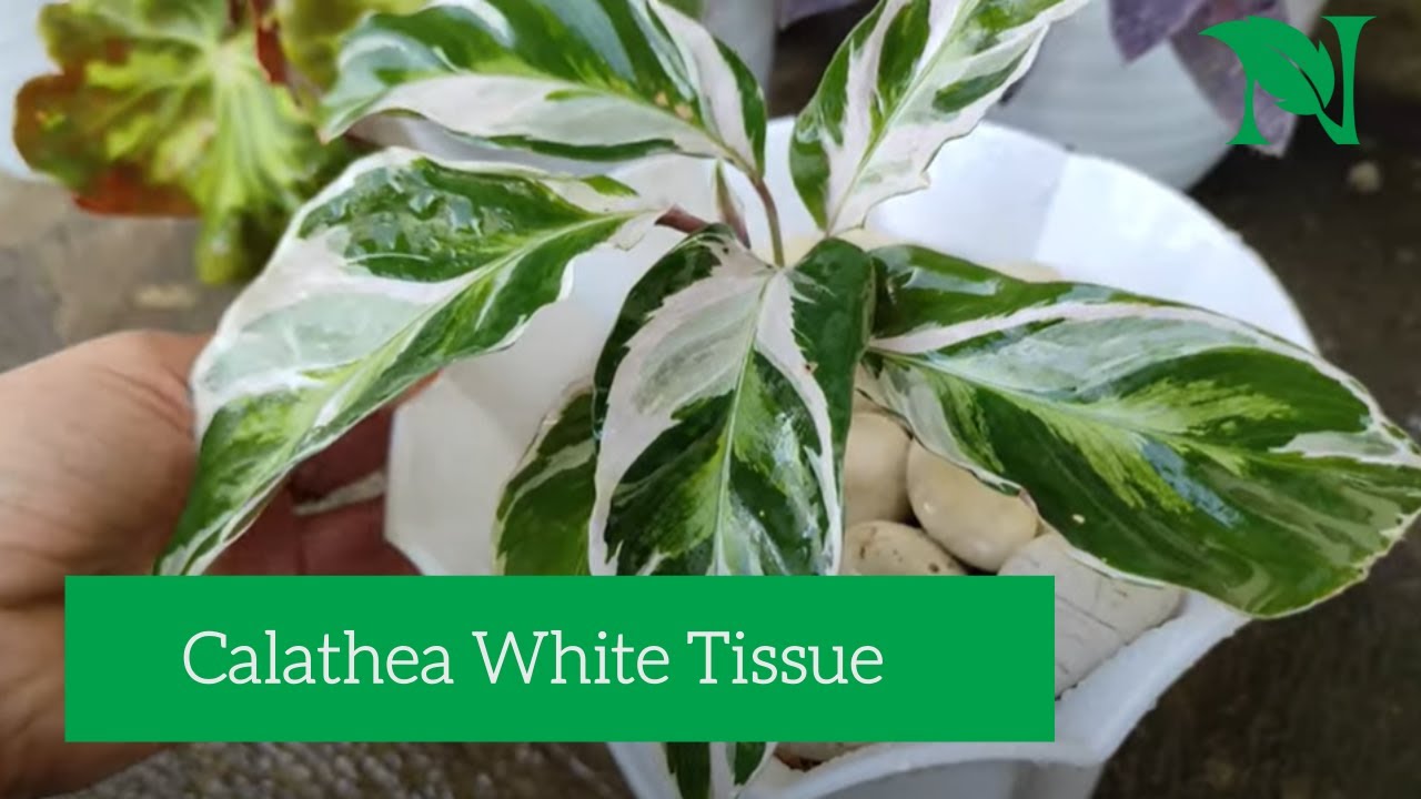 Cara Menanam Calathea Meranti Tissue (White Fusion) Dan Cara Perawatannya