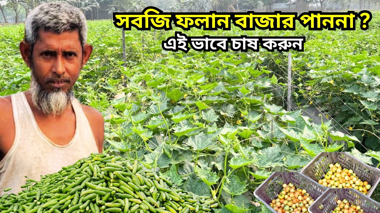 এই ভাবে সবজি চাষ করুন ভালো বাজার পাবেন || Tomato || আনসাল || cucumber .