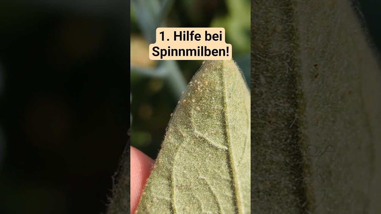 Spinnmilben erkennen & los werden! (bei Gurken, Paprika usw.)