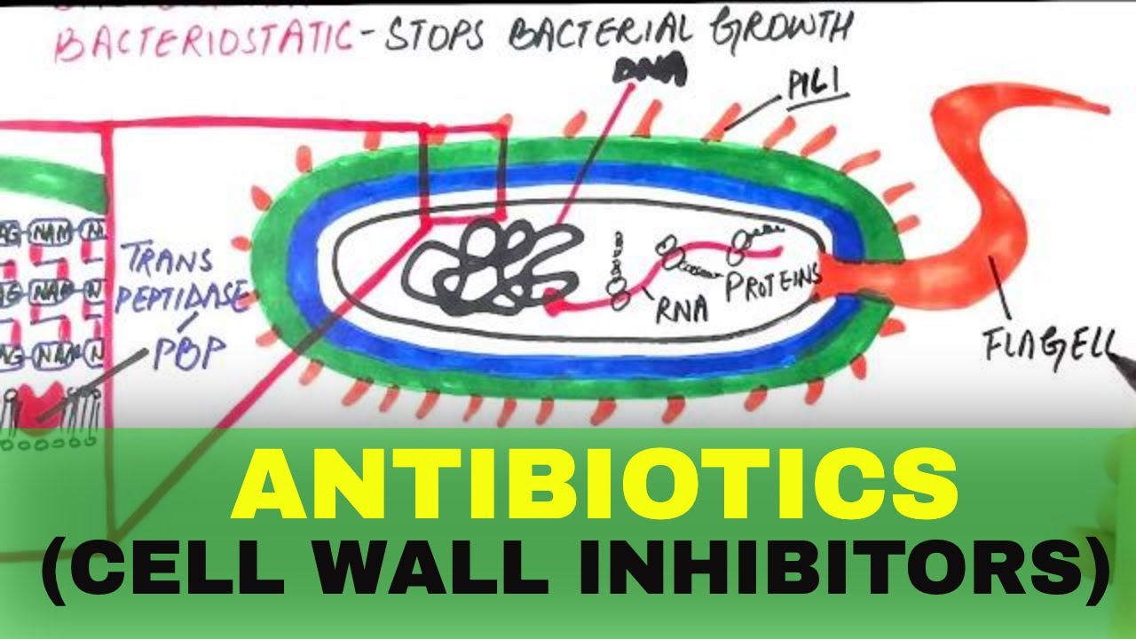 Pharmacology #6: ANTIBIOTICS | Cell Wall Inhibitors