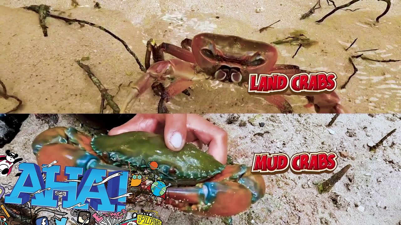 Karera ng mga alimango, panoorin! | AHA!
