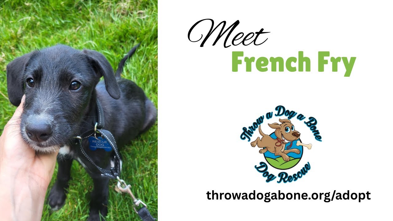 Meet French Fry, an adoptable puppy