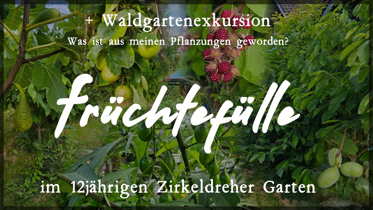 Früchtefülle - Endlich Indianerbananen und viele mehr im Zirkeldreher Garten
