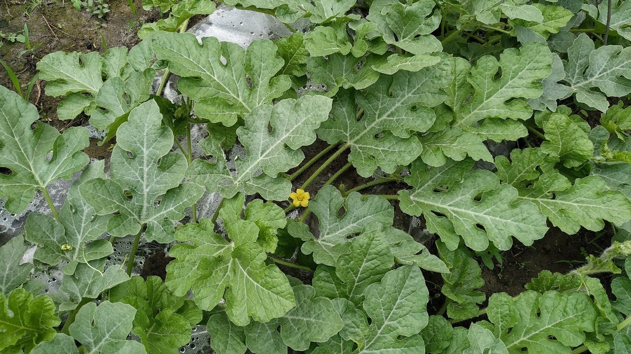 ДЫНИ🍈 и АРБУЗЫ🍉 привитые на ЛАГЕНАРИЮ.Выращивание АРБУЗОВ на пленке.