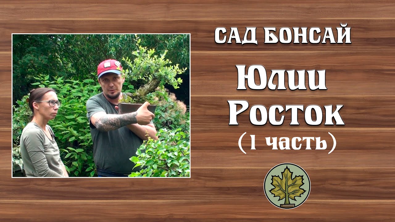 Сад бонсай Юлии Росток (часть 1) @Studio.Bonsai