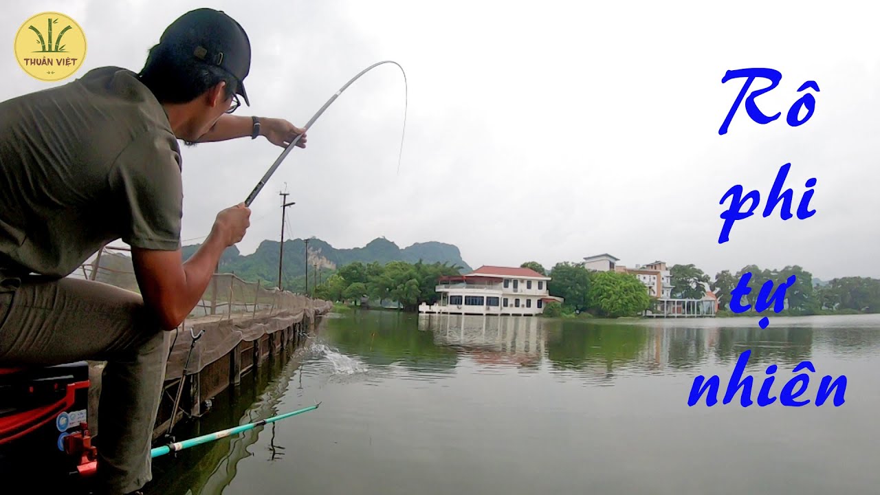 Câu cá rô phi hồ bán tự nhiên mùa nước lên
