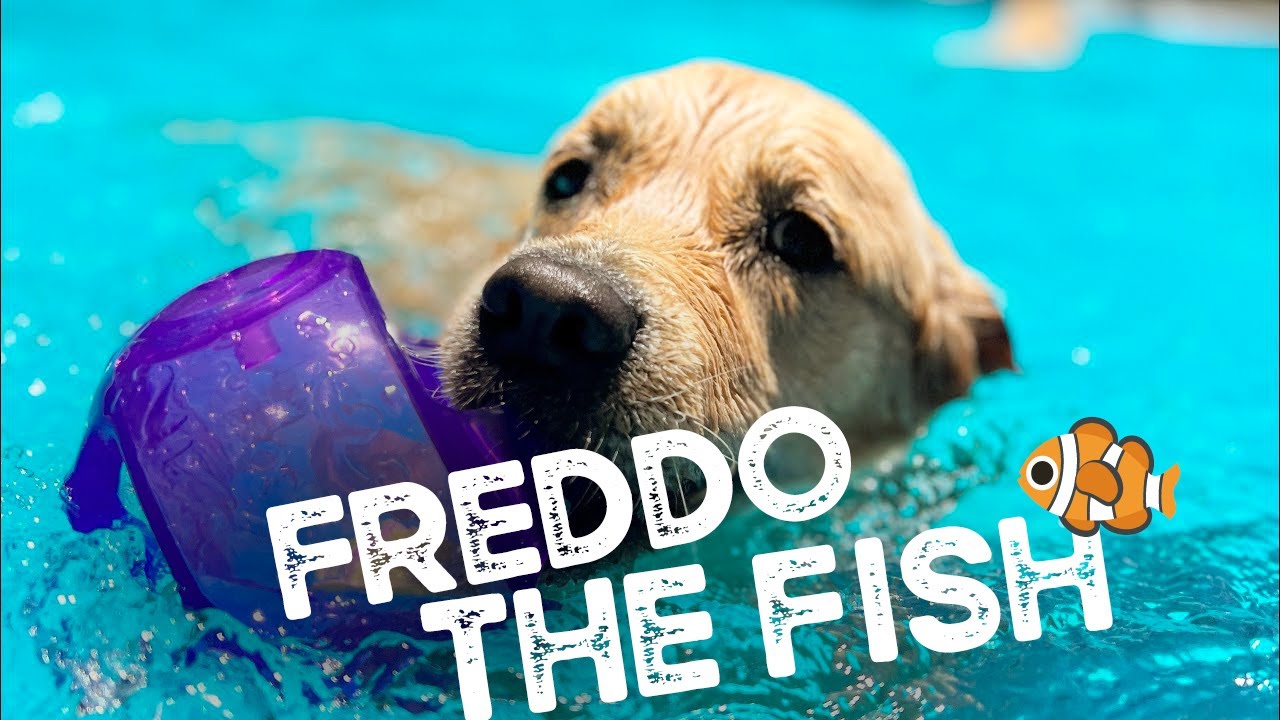 Freddo the Rottweiler is a fish, Little Wolf cools off and Theo the Airedale paws for a swim
