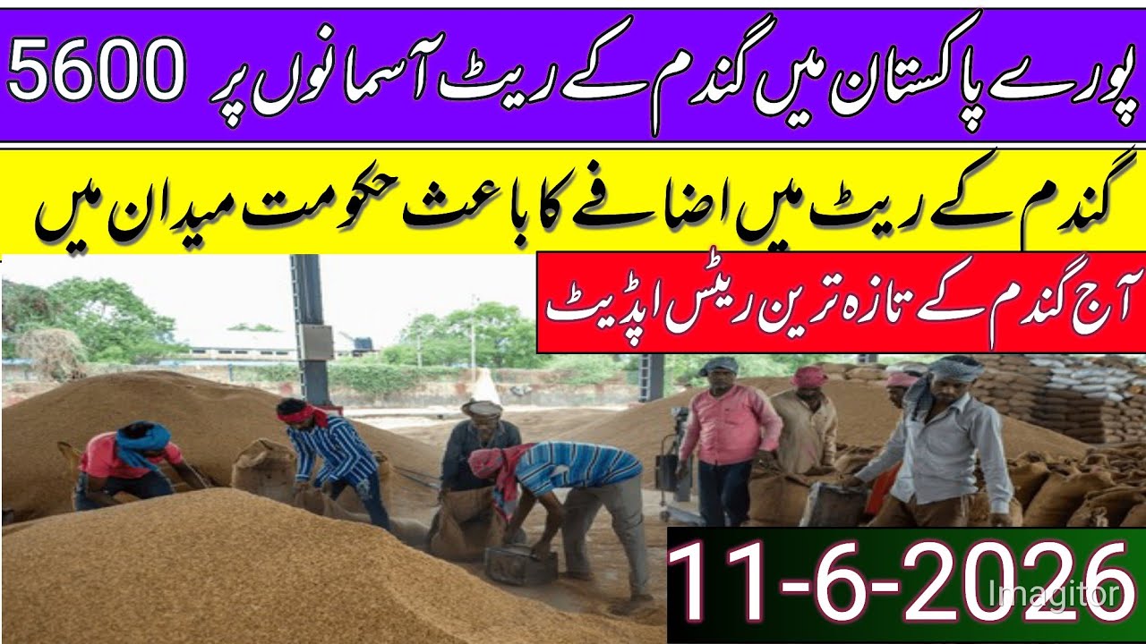 New Gandum Rates Today 2026 || New Wheat Price Today || Gundam kay RatesToday 2026