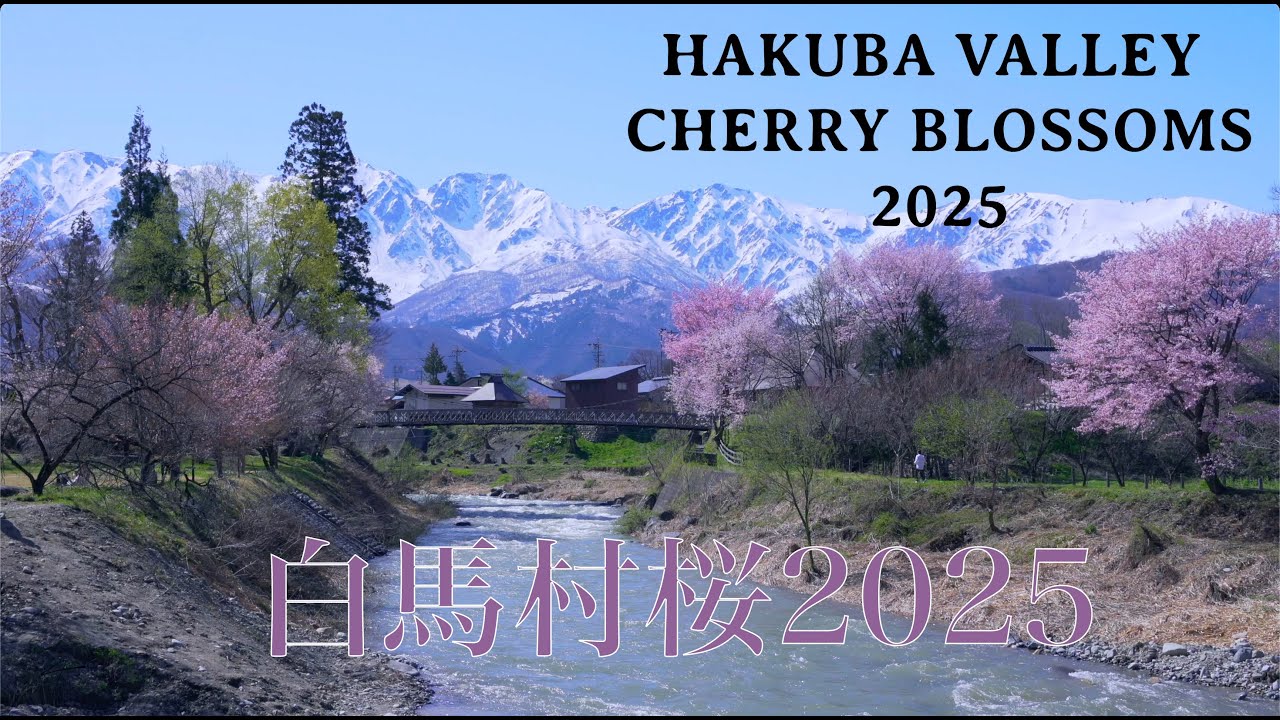 白馬村さくら2025 -Hakuba Valley Cherry Blossoms | Stunning Spring Scenery@TanerYalcinPhoto