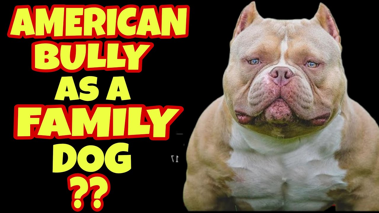 American bully as a family dog in Hindi | best family dog series | Petsinfomania