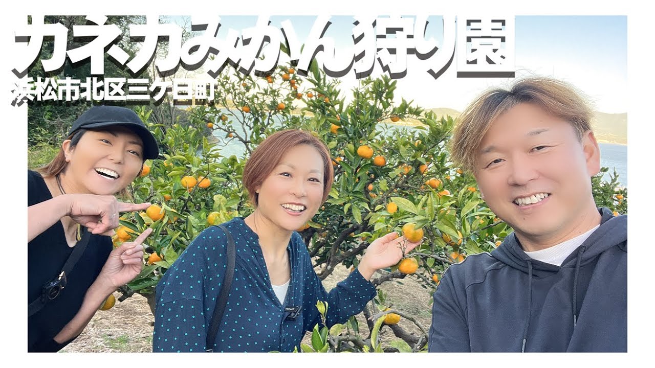【浜松市北区三ケ日町】カネカみかん狩り園【三ケ日みかん】
