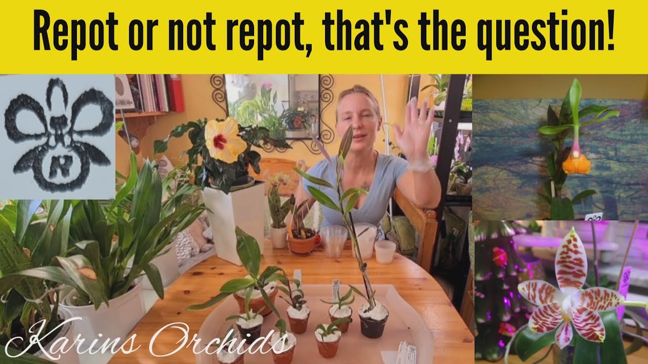Sorting out my NEW Röllke orchid haul