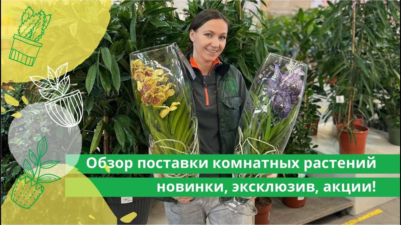 Обзор поставки комнатных растений: новинки, эксклюзив, акции!