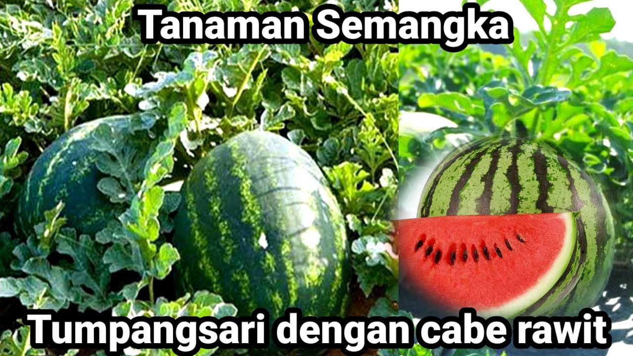 PERAWATAN Tanaman cabe dan Semangka