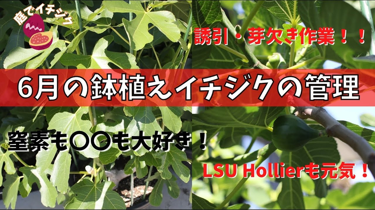 【イチジク】6月の鉢植えイチジクの管理の動画です。我が家のLSU Hollierの様子もアップしています。
