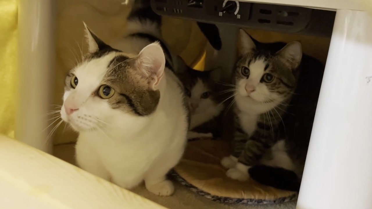 猫とコタツと乱闘騒ぎ
