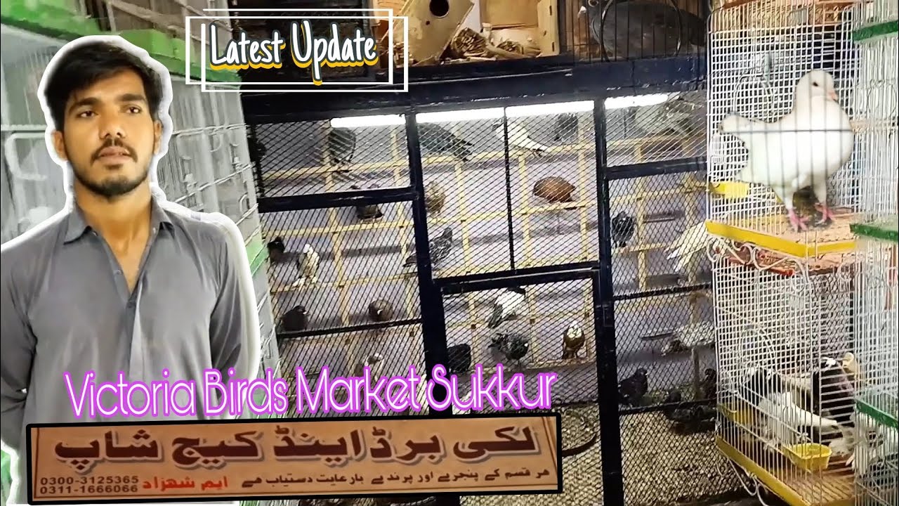 Victoria Birds market sukkur || Lucky Birds And Cage Shop Latest update 27/10/2023