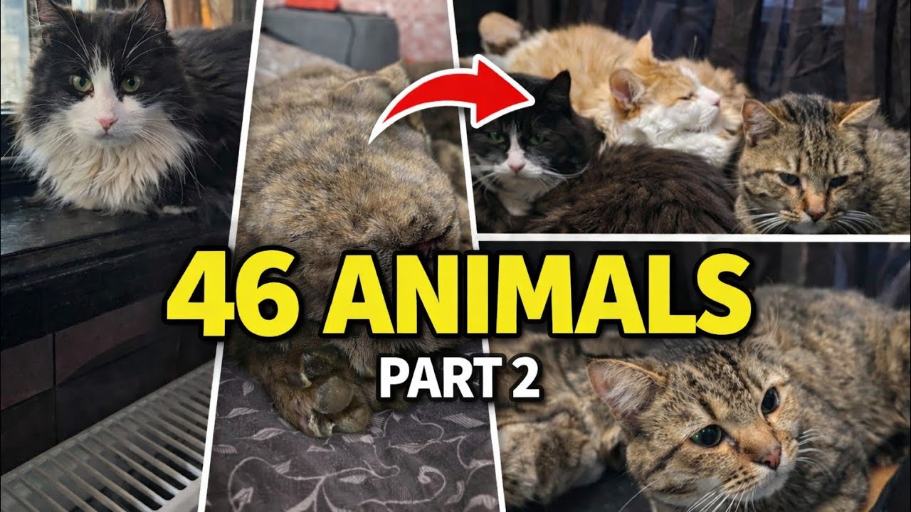Life With 46 Animals | Chaos at Home & Meet the Residents (Part 2)