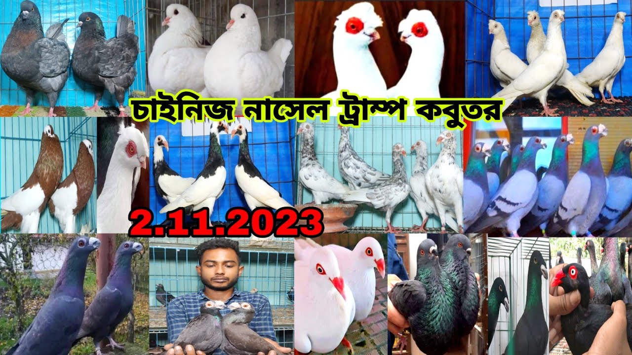 চাইনিজ নাসেল ট্রাম্প কবুতর || ইন্দোনেশিয়ান শো কিং কবুতরের দাম জানুন || fancy kobutor  video