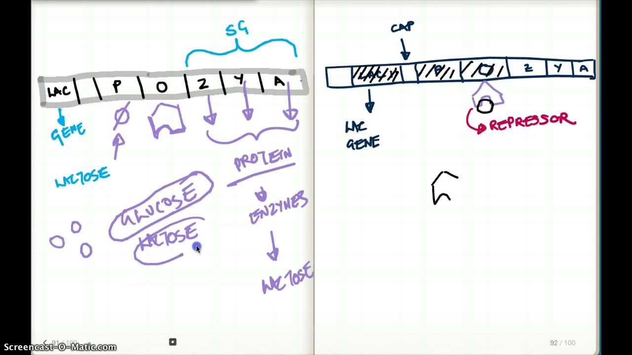 LAC OPERON AND cAMP LEVELS