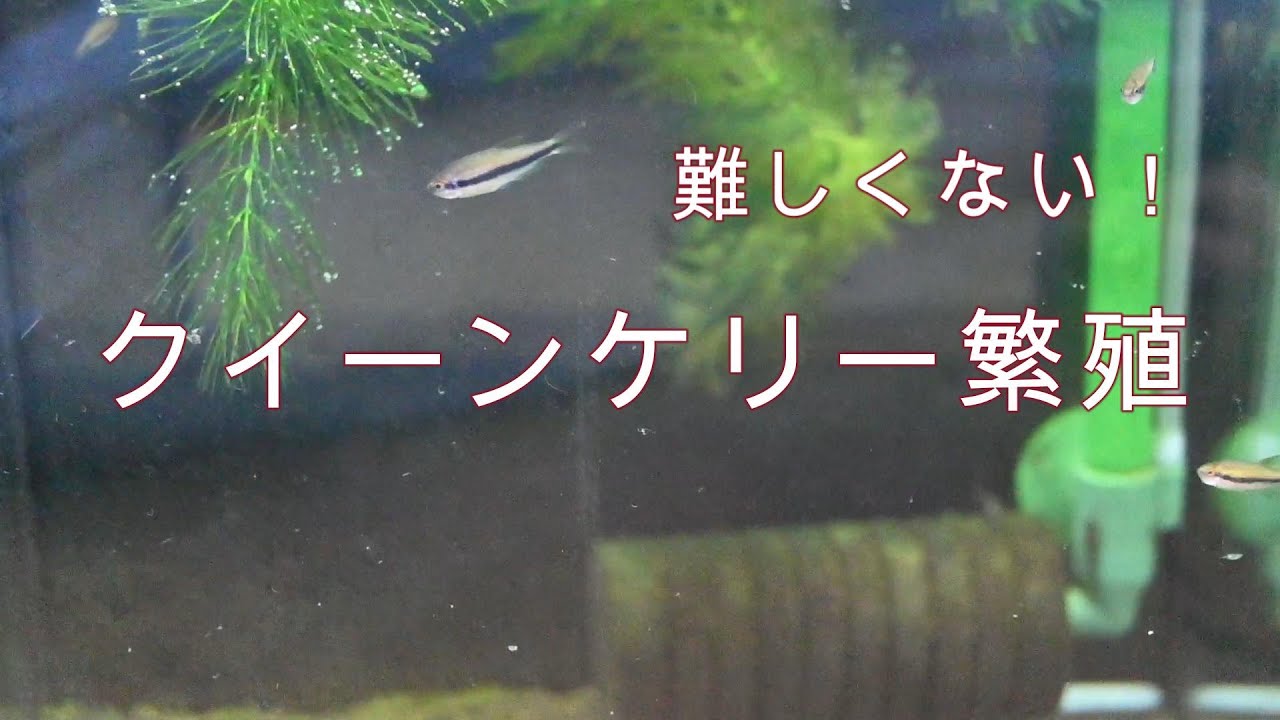 意外と簡単⁉クイーンケリー繁殖の一部始終をご紹介