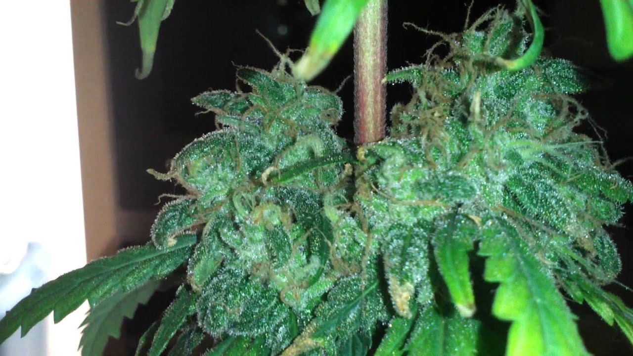 Mini CFL Grow week 12 Flowering