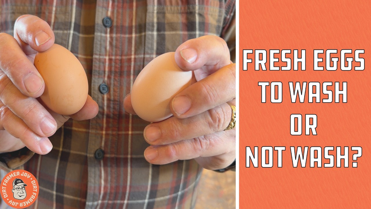 Why U.S. Eggs Are Refrigerated and European Eggs Aren&rsquo;t | Washed vs Unwashed Eggs