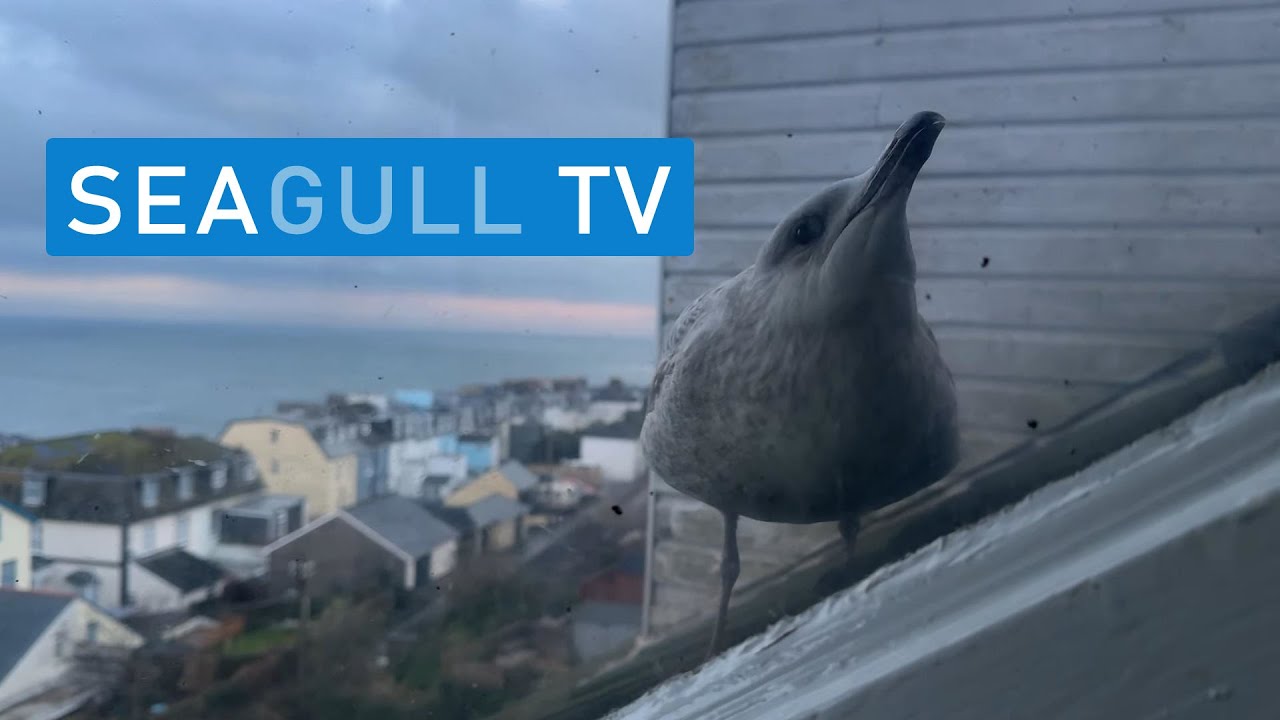 Seagull TV EP 101 - Back from the brink? Little Chick is Hardy?