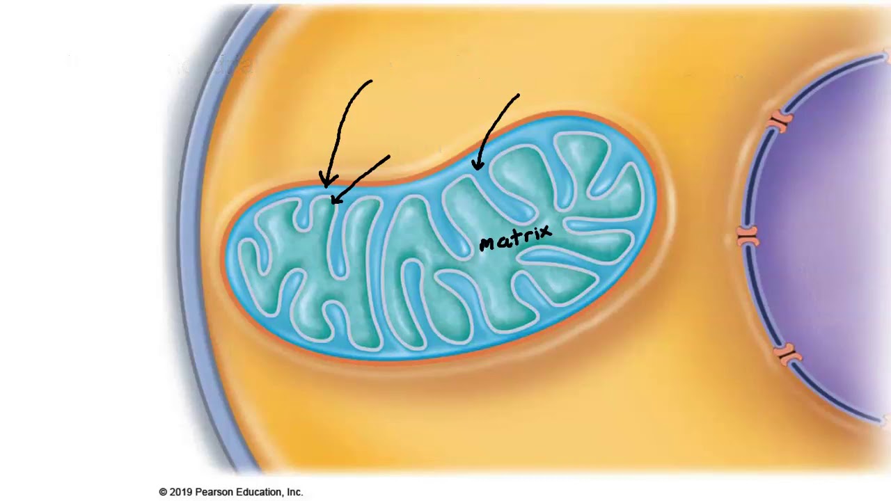 Muscle Metabolism 2: Aerobic and Anaerobic respiration