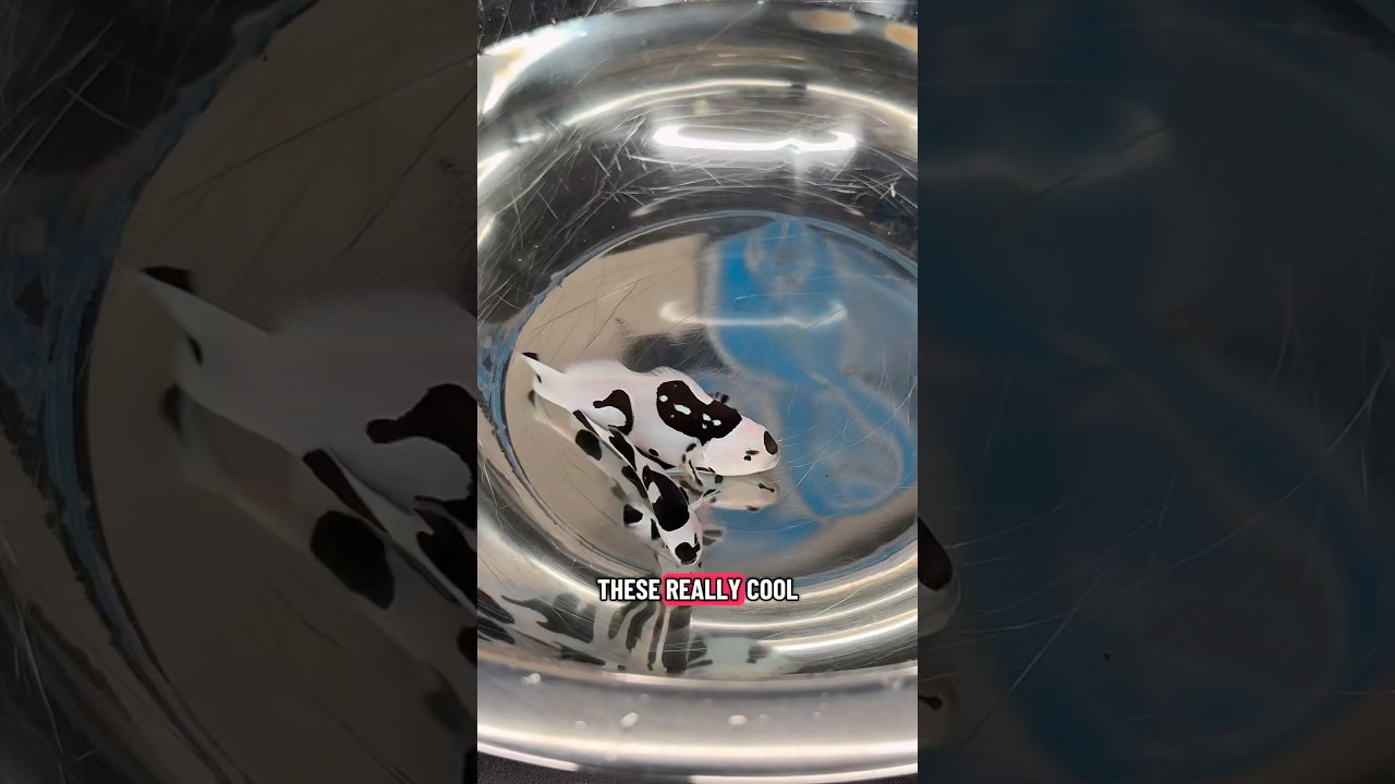 Редкая пара рыбок-клоунов!