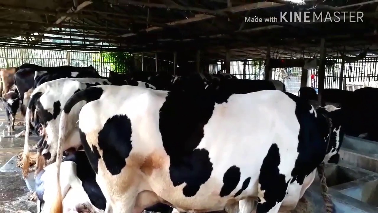 Dairy farm chatmohar Bangladesh / BD Village Life
