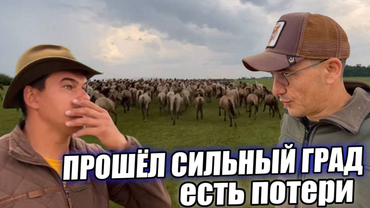 После крупного града лошади разбежались и поломало немного построек/ КФХ Идиятуллин