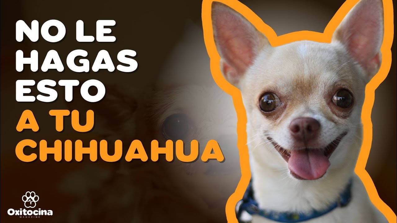 CHIHUAHUA: 7 COSAS QUE NO LE GUSTAN