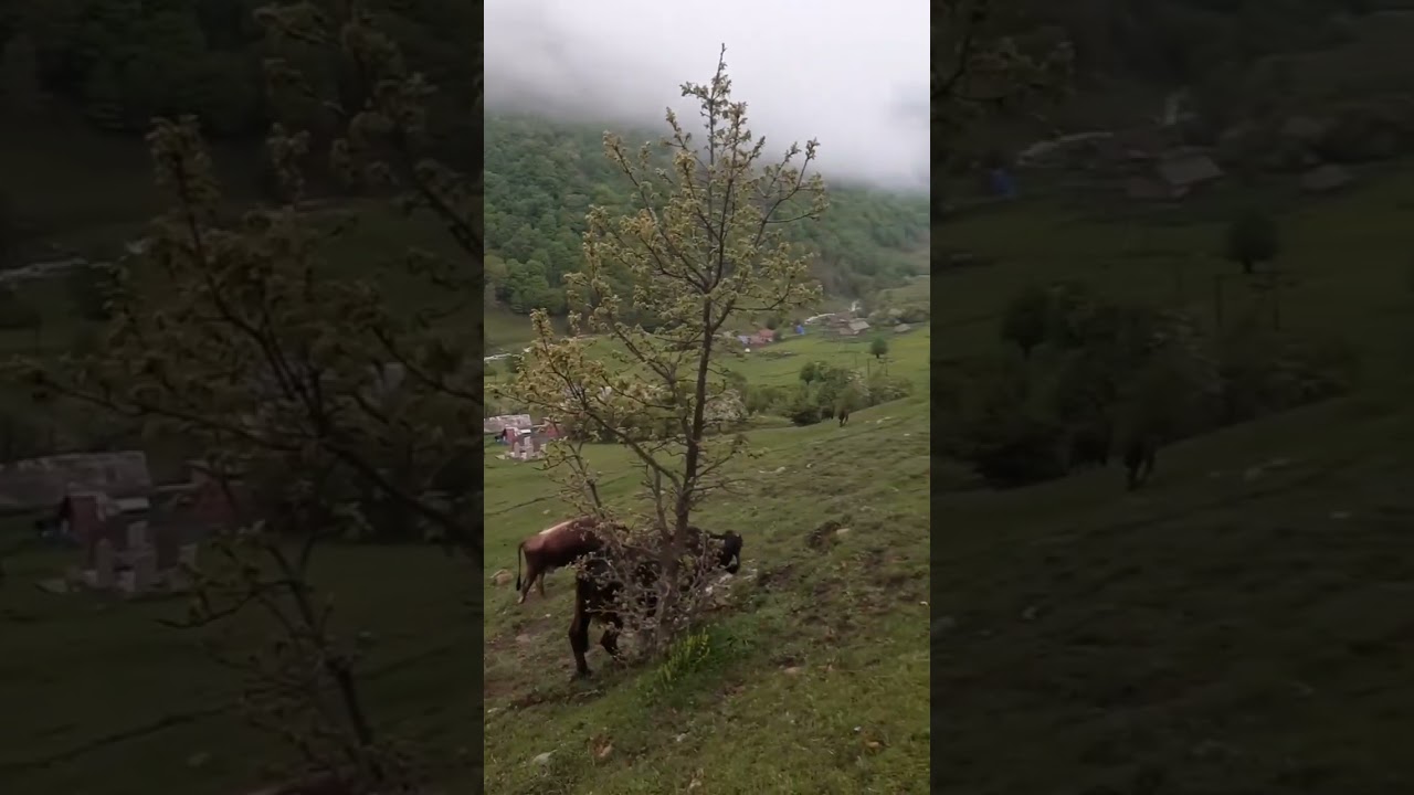 Gözəl Zivlənimiz. Yuksək səslə baxın, Hüzur, sağlıq tapın 💚