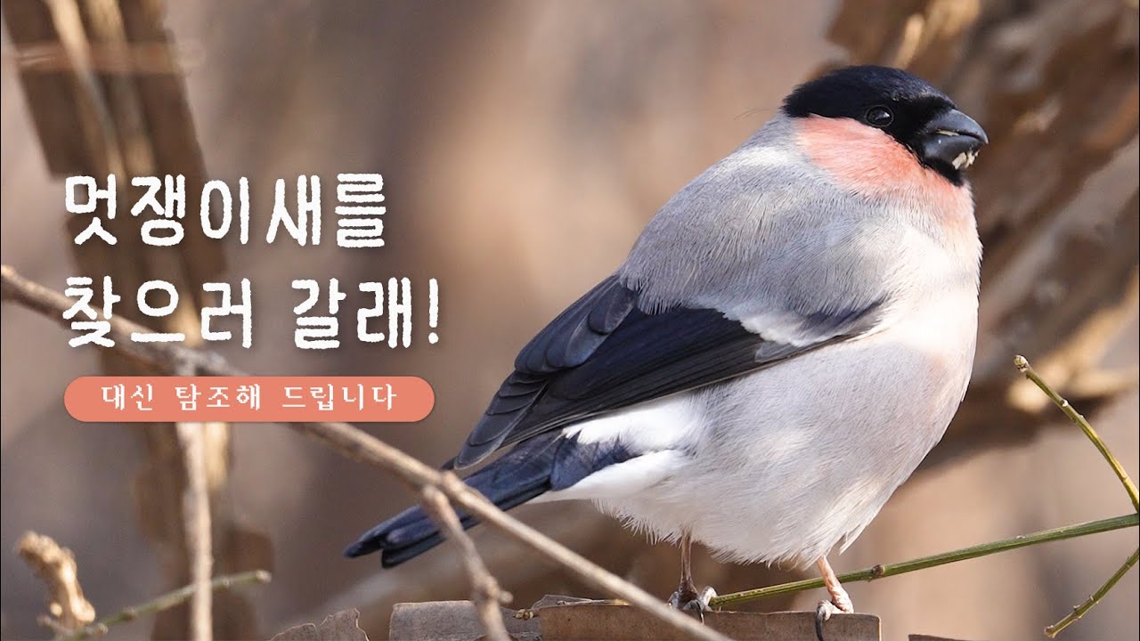 3년 만에 만난 멋쟁이새😎 | 대신 탐조해 드립니다 | 난지천공원 탐조, 멋쟁이새 울음소리, 청딱따구리 드러밍, 노랑턱멧새, 콩새, 되새, 노랑지빠귀, 겨울철새...