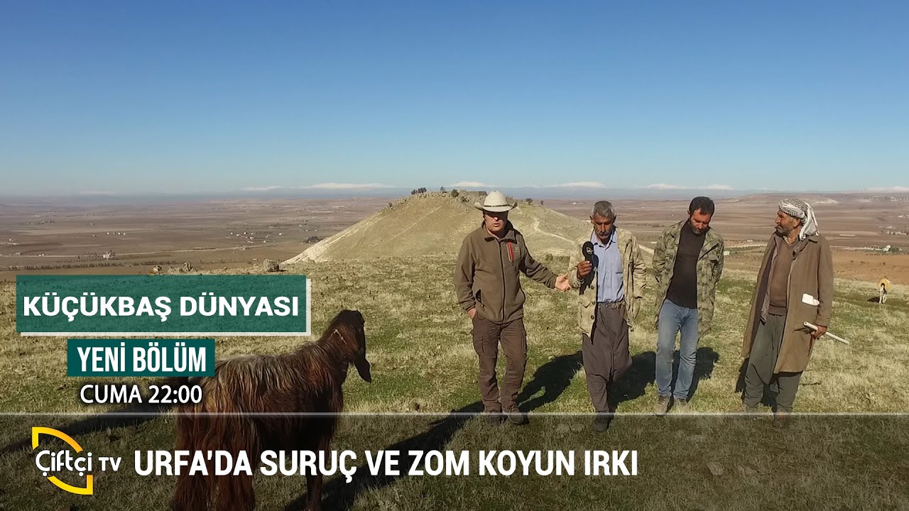 Küçükbaşta Suruç ve Zom Irklarını - KÜÇÜKBAŞ DÜNYASI 
